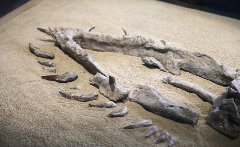 Vancouver Island’s own ancient sea monster is getting a new name