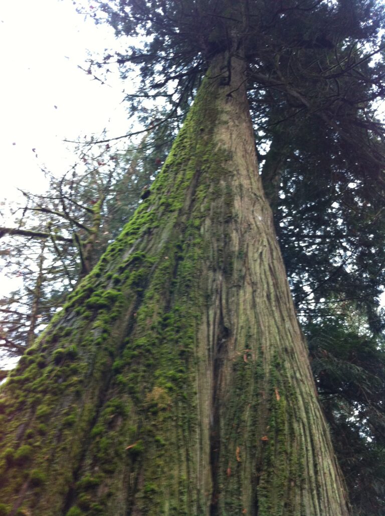 Carbon credit firm buys North Island forest lands from Western Forest Products