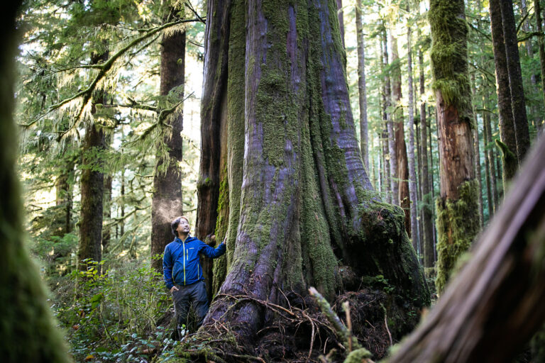 Conservationists call for BC forestry industry to be modernized